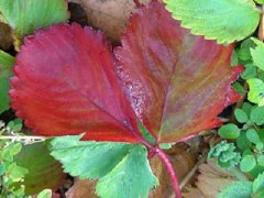 Красные листья у клубники